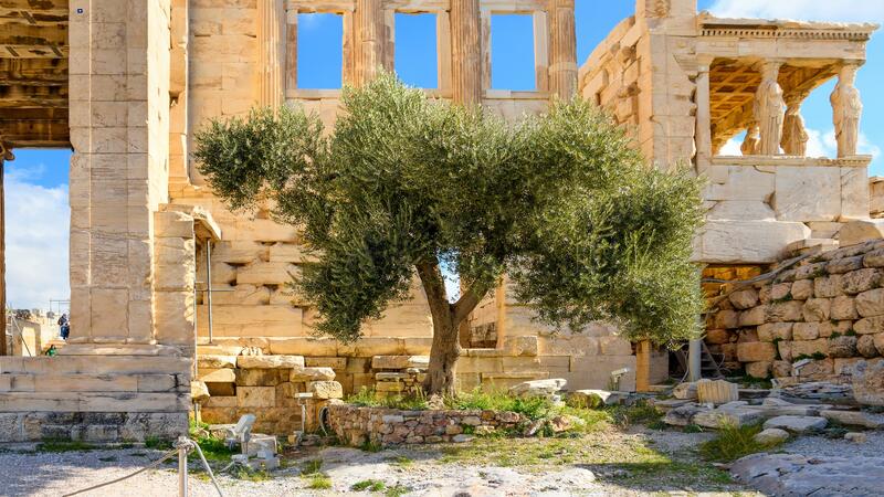 Greece Sacred Tree of Athena _476330328.jpeg